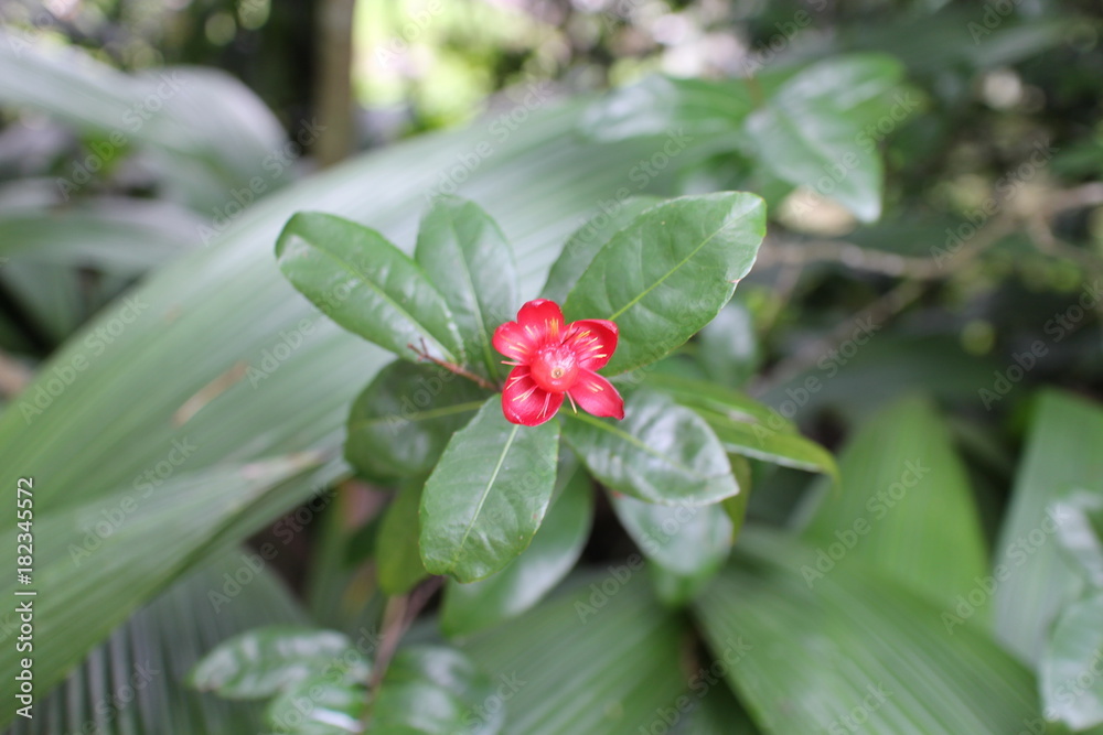 Red and pink flower Red and pink flower