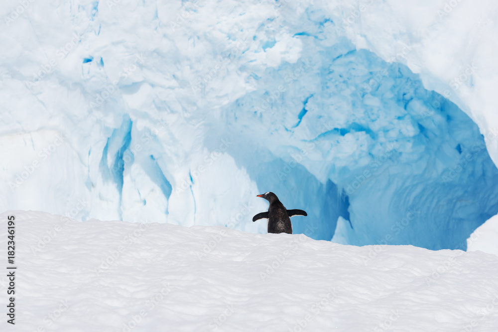 Fototapeta premium beautiful white icy hill with penguin in antarctic