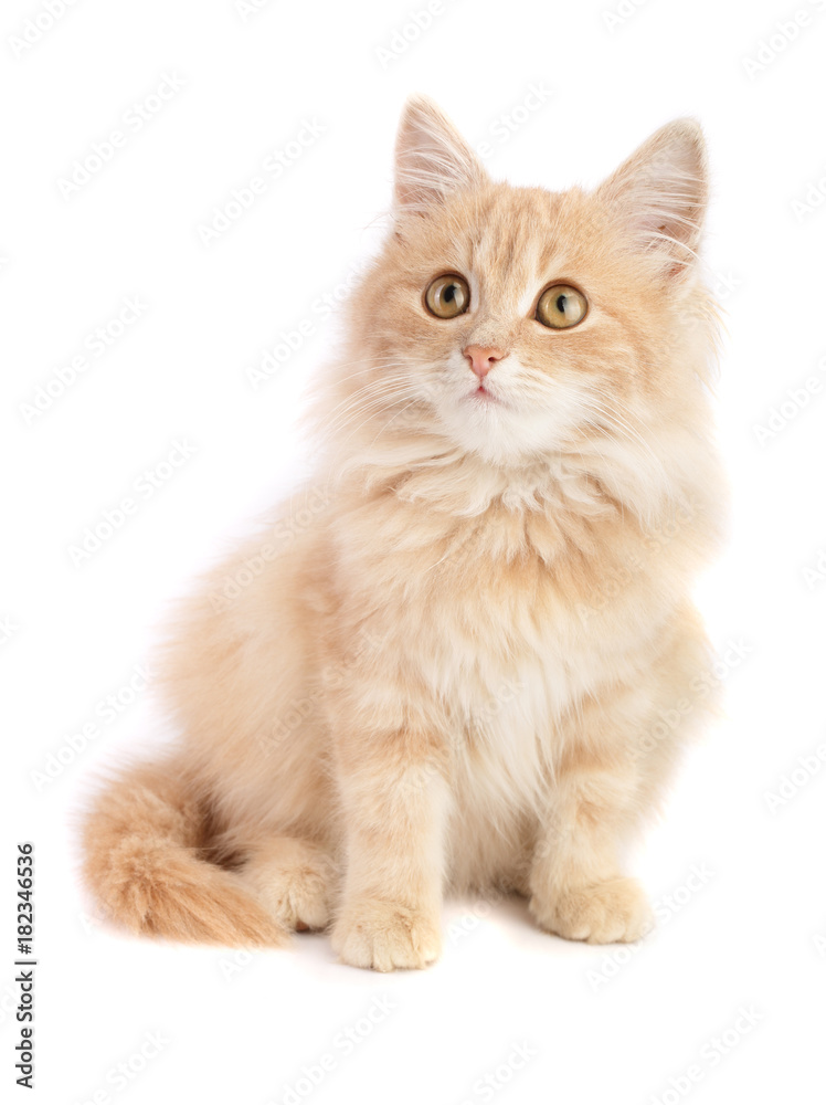 Fototapeta premium Cute little red kitten isolated on white background