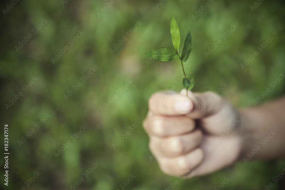 Hand holding and showing a small tree with blur green nature background Hand holding and showing a small tree with blur green nature background