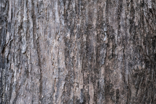 Closeup image of wood texture and detail