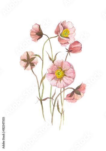 Wild flower. Watercolor floral illustration. Botanical decorative element. Flower concept. Botanica concept.