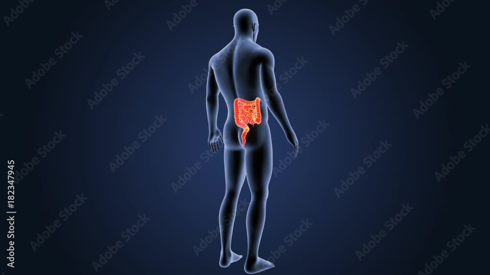 Intestine with Body