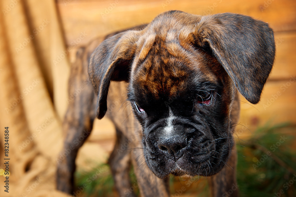 Puppy boxer looks askance at the wooden background close up