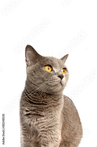Gray cat on the white background