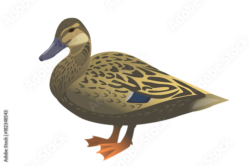 Mallard duck isolated on white background