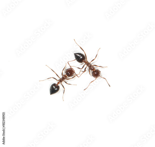ants on white background © studybos