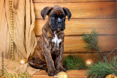 The puppy boxer is sitting in the Christmas interior between the pine branch and Christmas balls