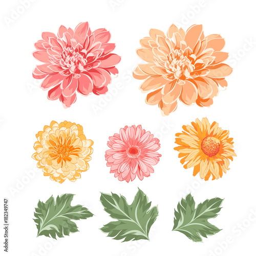 Obraz na plátne Set of chrysanthemum flowers elements