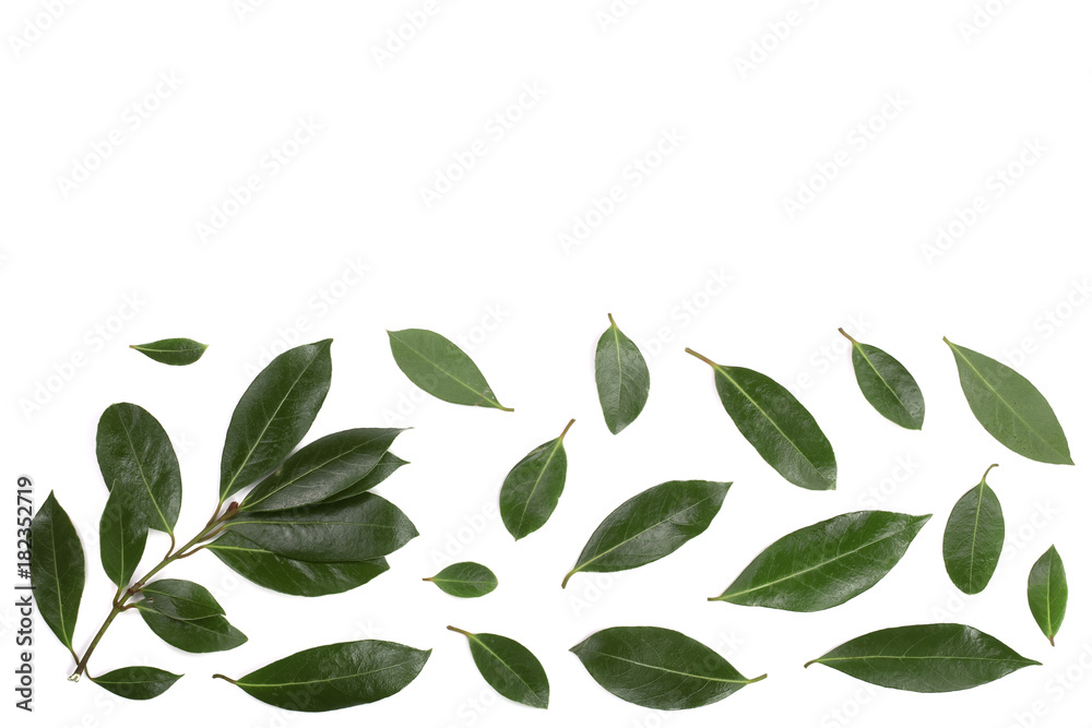 Naklejka premium laurel isolated on white background with copy space for your text. Fresh bay leaves. Top view. Flat lay pattern