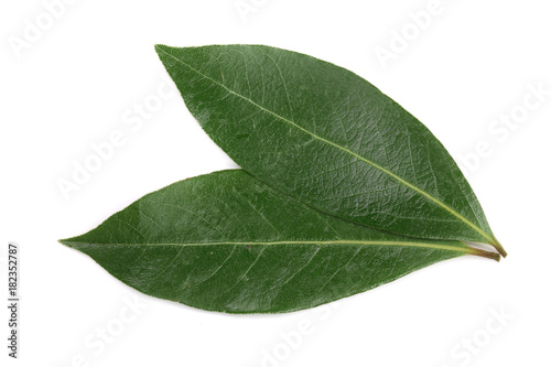 Fotografi laurel leaf isolated on white background
