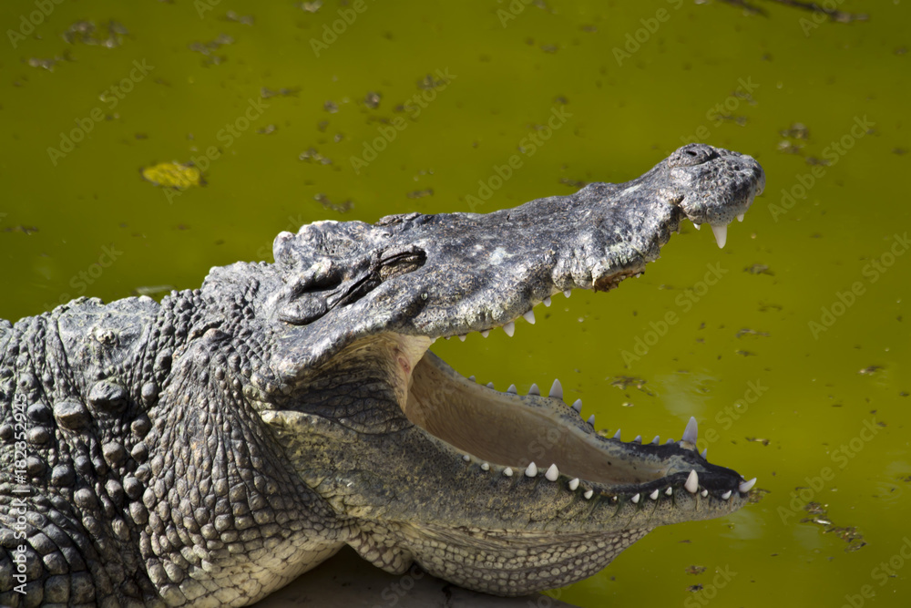 Obraz premium Crocodile with open mouth