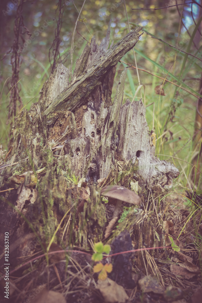 Obraz premium Mystic Stump in the Forest Retro
