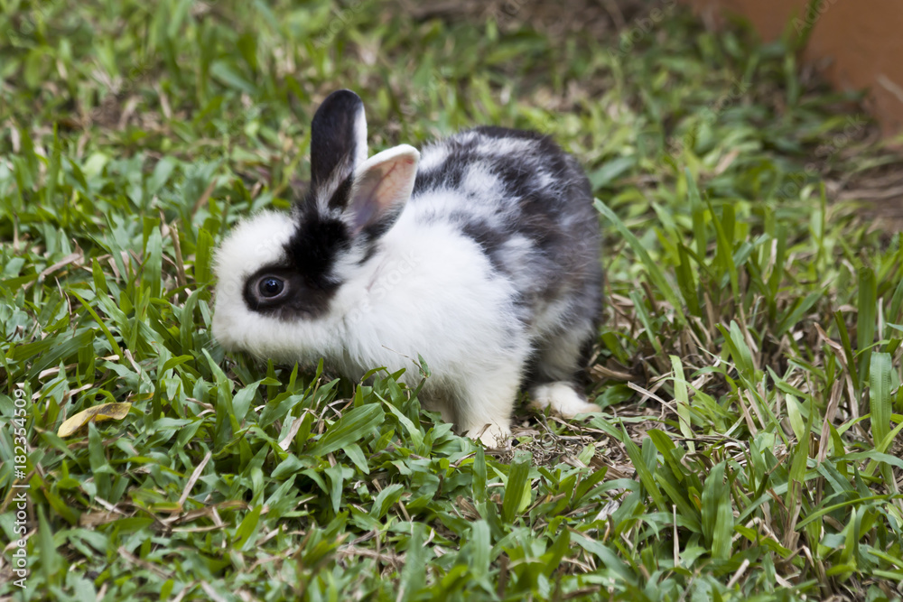 Rabbit. A little fluffy rabbit. Rabbit. A little fluffy rabbit.