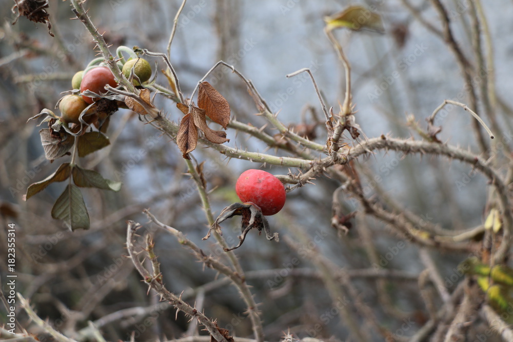 withering branches with thorns and ripe rose hips on a concrete wall background