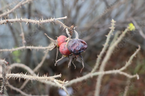 withering branches with thorns and ripe rose hips on a concrete wall background photo