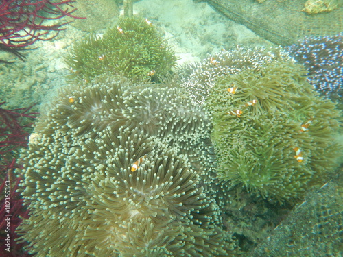 The Underwater View 3