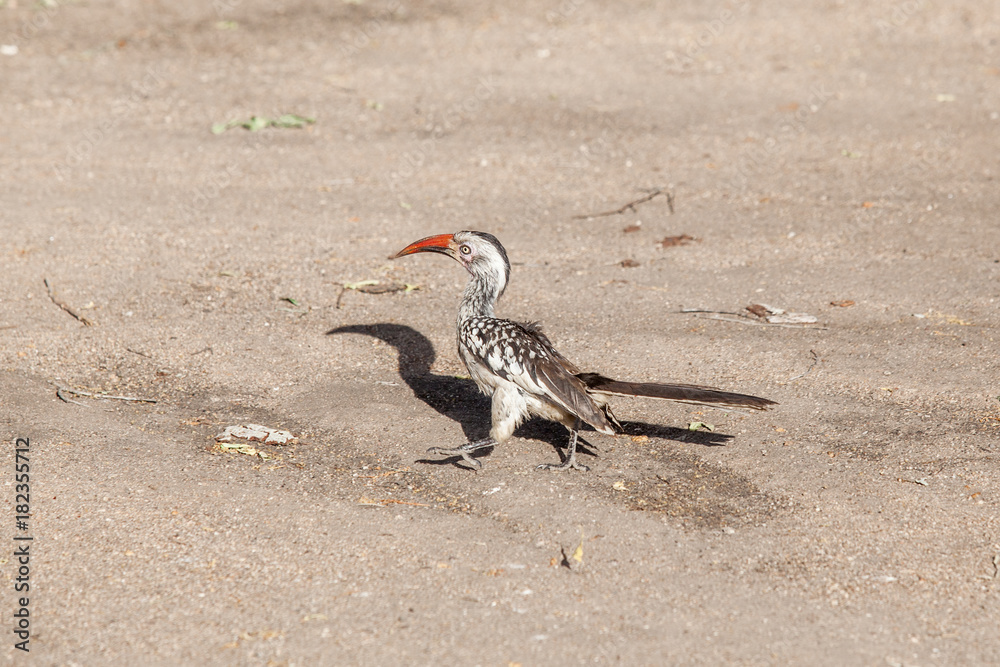 Obraz premium Red Billed Hornbill