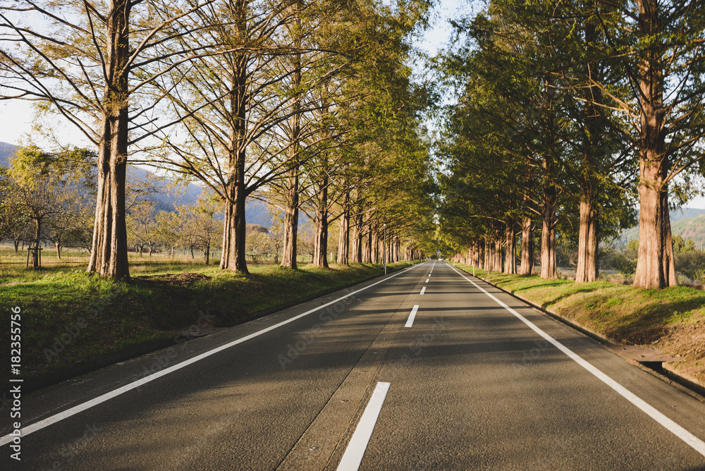 Fototapeta premium メタセコイア並木と道路