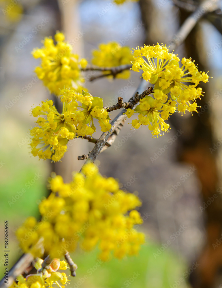 Photo of blooming yellow twig dogwood in garden in spring Photo of blooming yellow twig dogwood in garden in spring