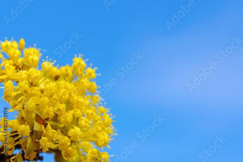 Photo of blooming yellow twig dogwood in garden in spring