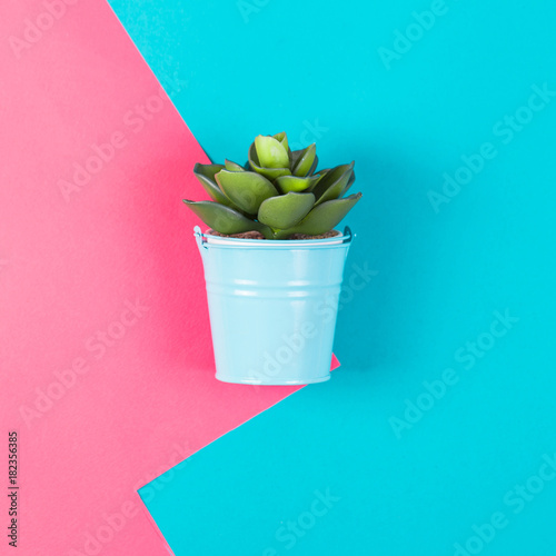 Artificial plant on a blue pink background. Minimal photo