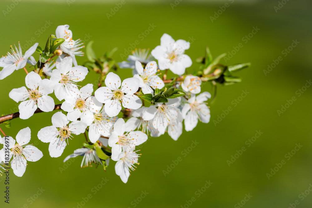 Beautiful cherry blossom in spring time in bright sunny day over on fresh green background.Selective focus close-up photography.