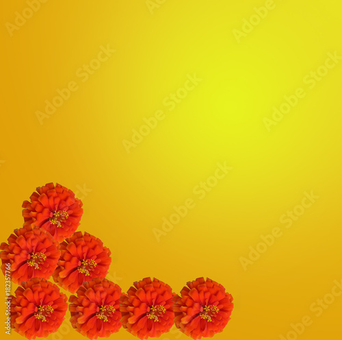 orange zinnia on orange background