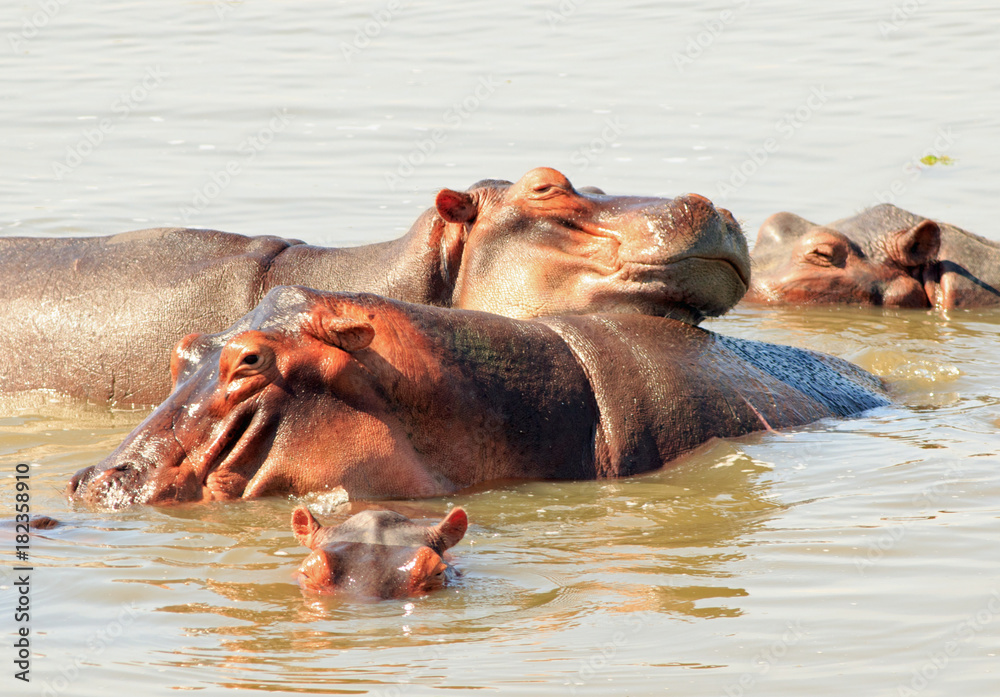 Hippo's wallowing in the Luangwa River, South Luangwa National Park, Zambia Hippo's wallowing in the Luangwa River, South Luangwa National Park, Zambia