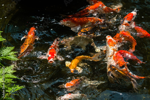 Koi fish in a pond going for their feeds