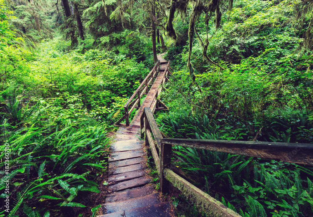 Vancouver forest Vancouver forest