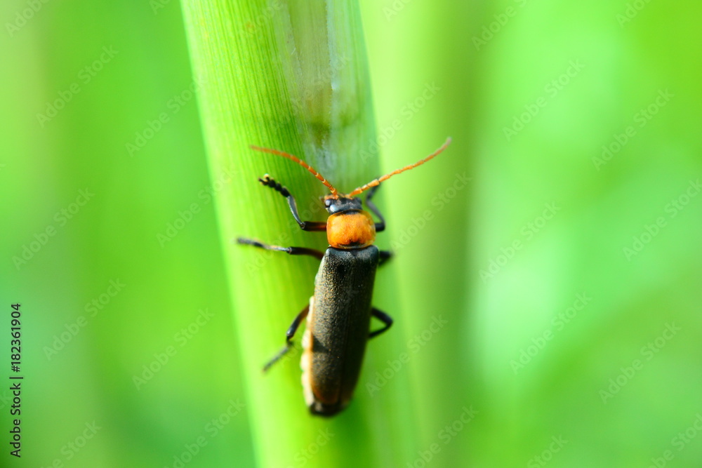 Fototapeta premium insect