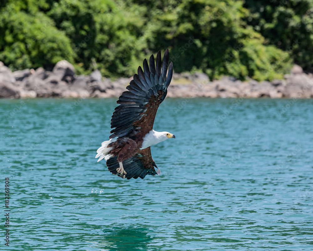 African Fish Eagle