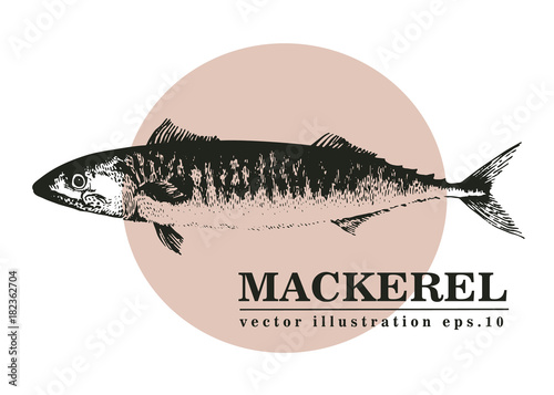 Hand drawn sketch seafood vector vintage illustration of mackerel fish. Can be use for menu or packaging design. Engraved style. Vintage illustration.