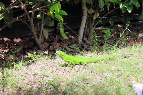 Grüner Leguan photo