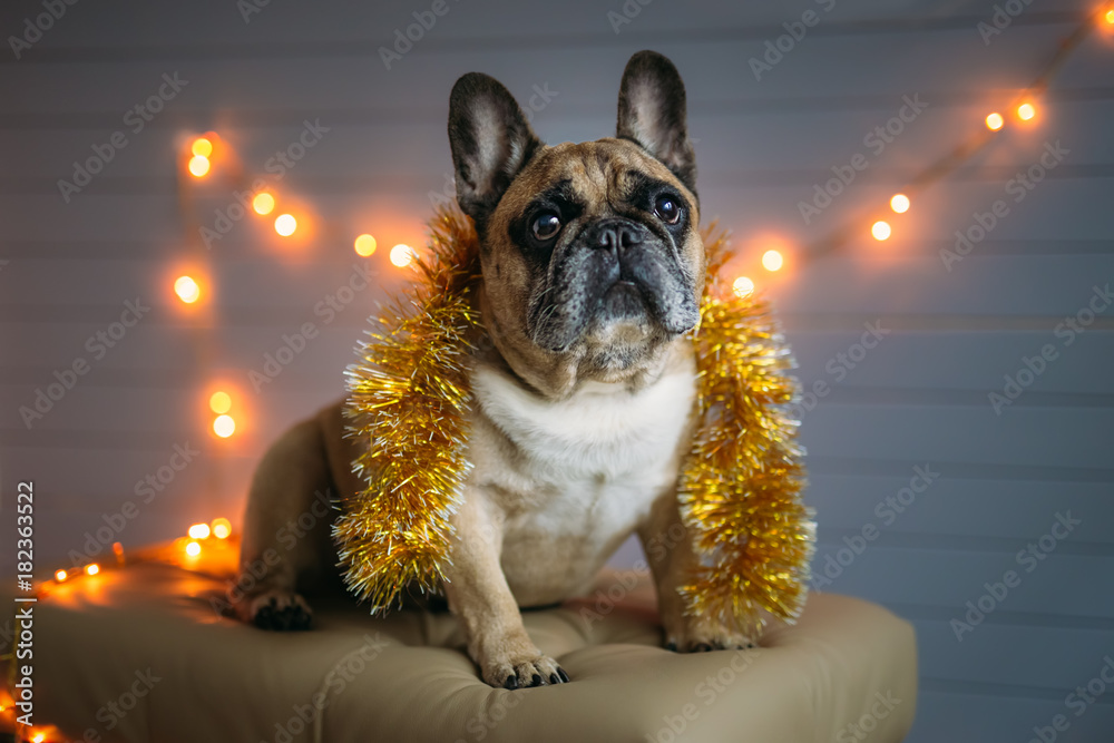 background new year 2018 christmas, year dog,  french bulldog