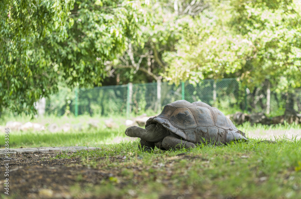 Naklejka premium Riesen Schildkröten in Streichelzoo - Mauritius Afrika