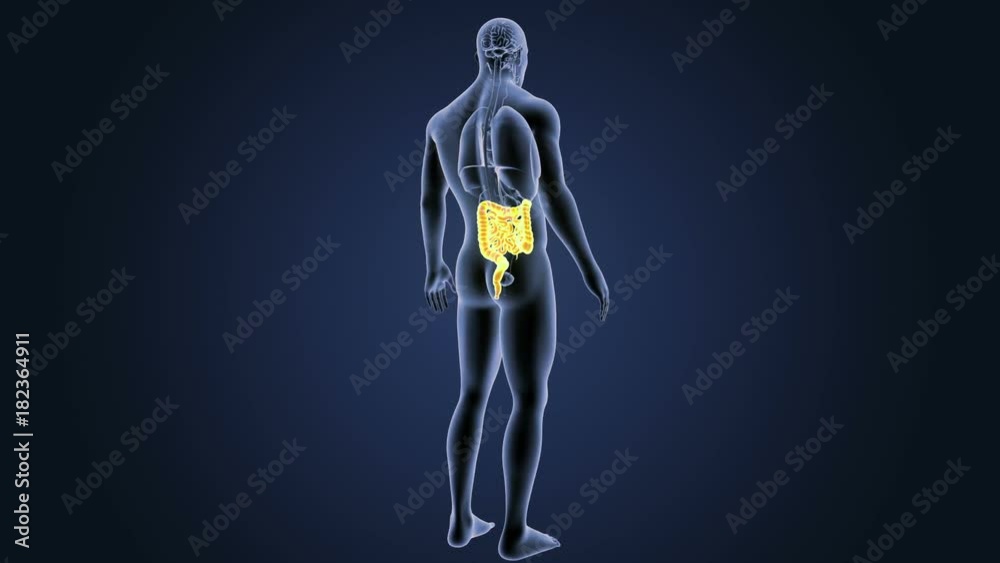 Intestine with Organs Intestine with Organs
