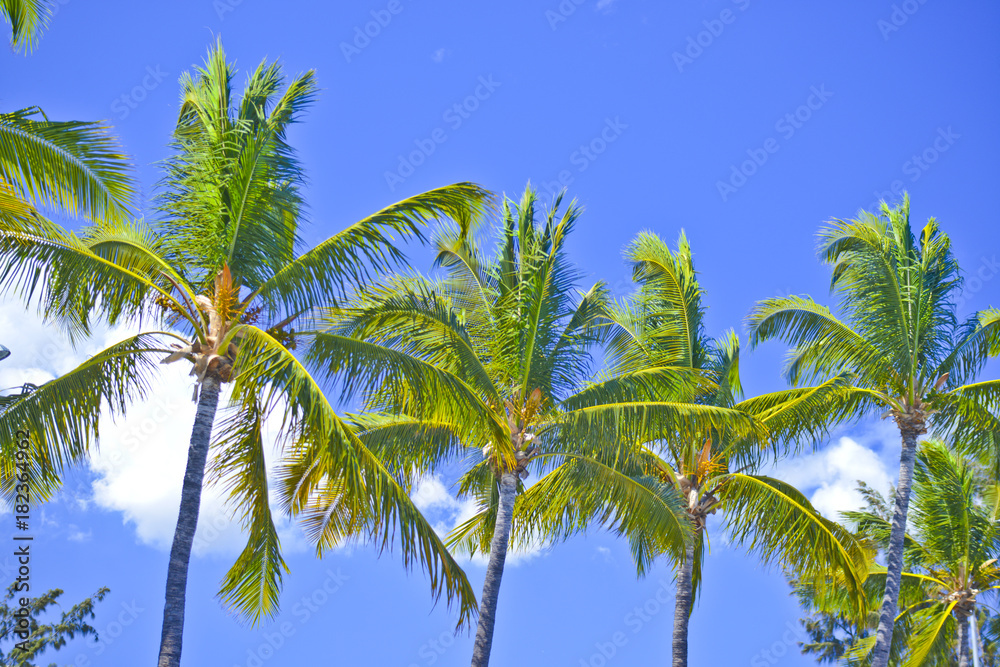 Sous les cocotiers - Ile de La Réunion
