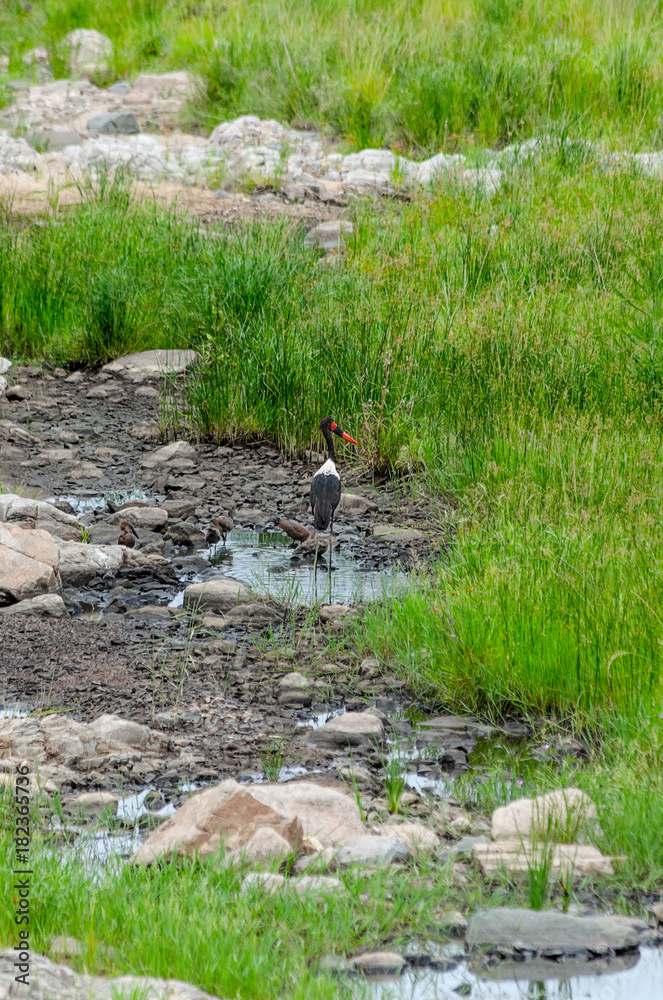 Saddled-Billed Stork Hamerkop Saddled-Billed Stork Hamerkop