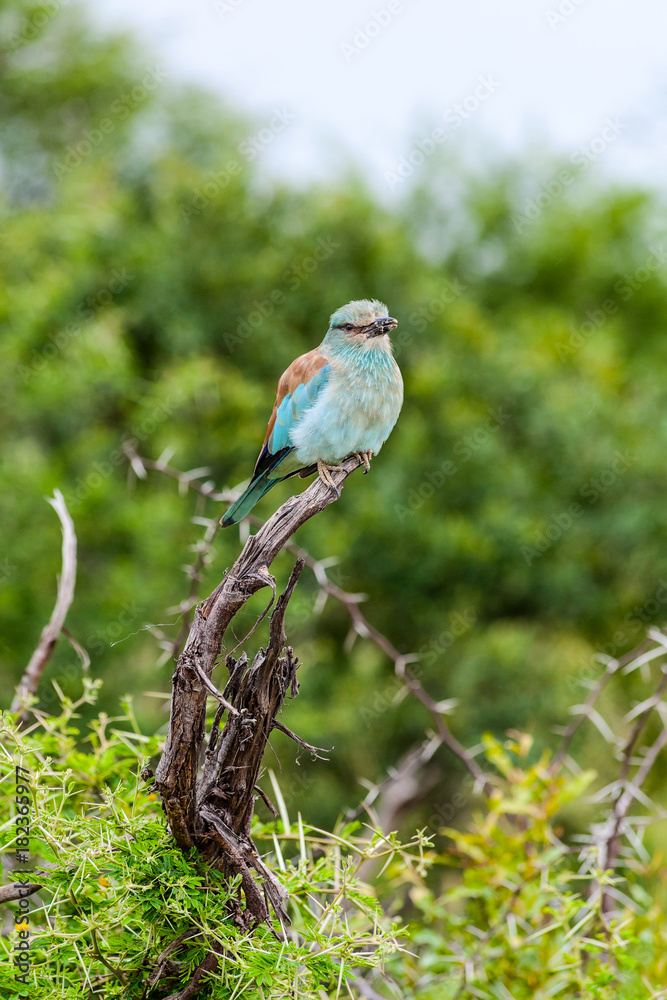 Obraz premium European-Roller