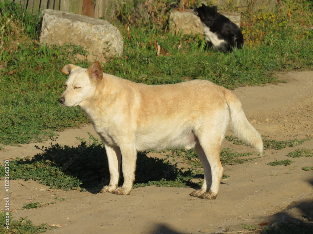 The sleeping dog. Sunny day. Bryansk oblast. (The Vast Russia! Sergey, Bryansk.) The sleeping dog. Sunny day. Bryansk oblast. (The Vast Russia! Sergey, Bryansk.)