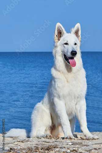 Portrait of the White Swiss Shepherd Dog