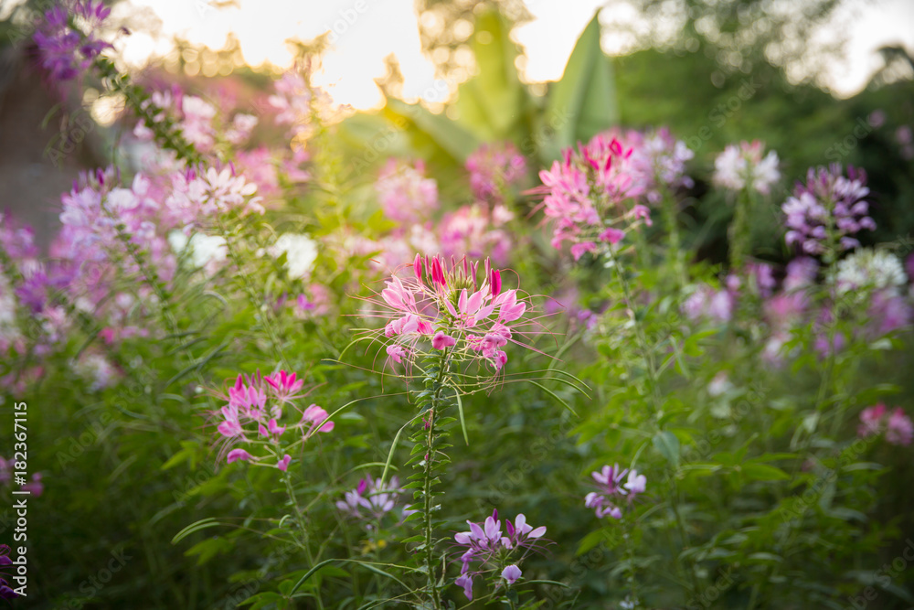Cleome pink flower in the garden with sunrise light in morning