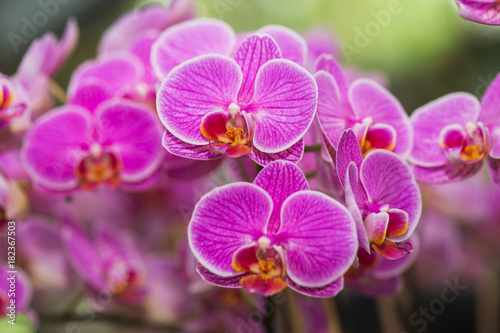 Orchid Flowers in the garden