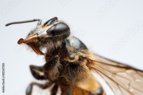 Macro bee dead white background