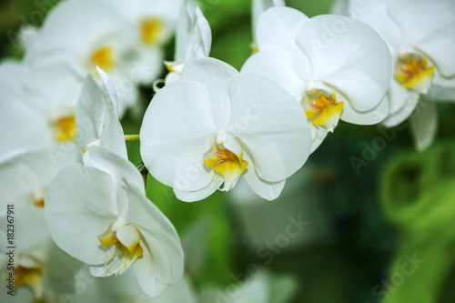 Orchid Flowers in the garden