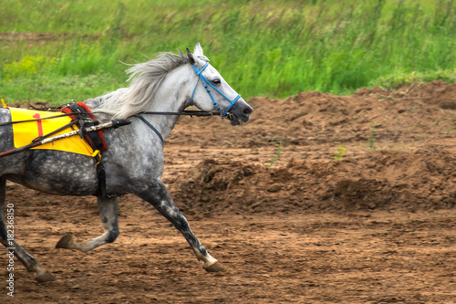 Race horse in run. A horse with a jockey runs along the racetrack track