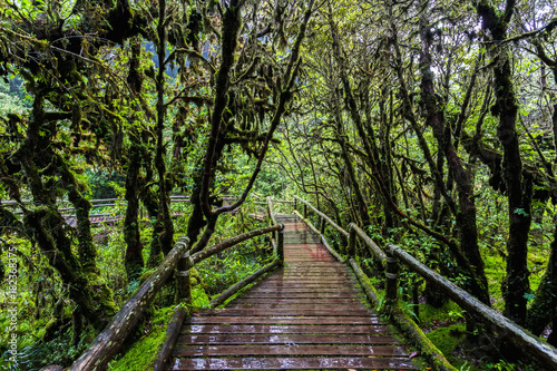 Beautiful rain forest at Angka nature trail in Doi Inthanon national park  Thailand