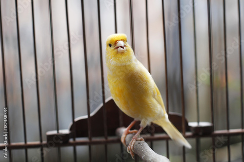 Beautiful yellow canary sitting on the cage photo